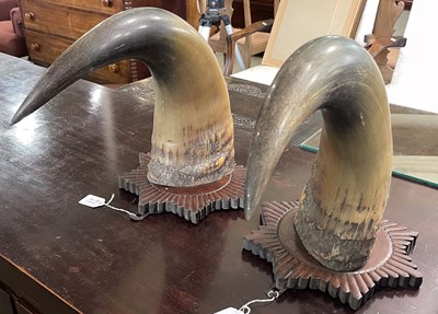 Lot 927 - A pair of mahogany mounted bison horns, each...