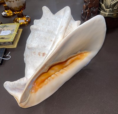 Lot 659 - A conch shell, 30cm wide x 18cm high.