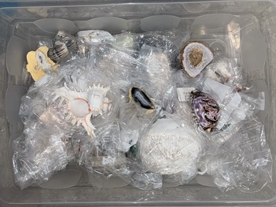 Lot 616 - A box of assorted shells and stone specimens.