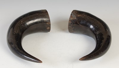 Lot 157 - A pair of horns, approximately 26cm long