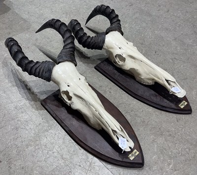 Lot 594A - A pair of Hartebeest horn and skull trophies,...