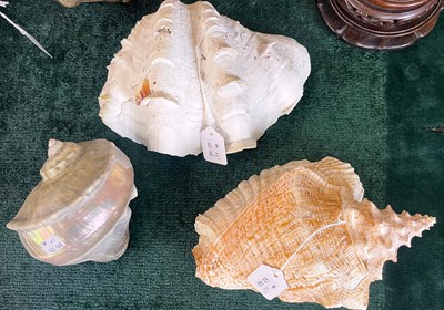 Lot 461 - Three assorted shells.