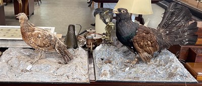 Lot 465 - Two taxidermy male and female capercaillie,...