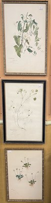 Lot 621 - 19th century British School Three Botanical...