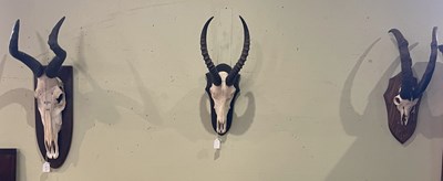 Lot 643 - A group of three assorted mounted skull and...
