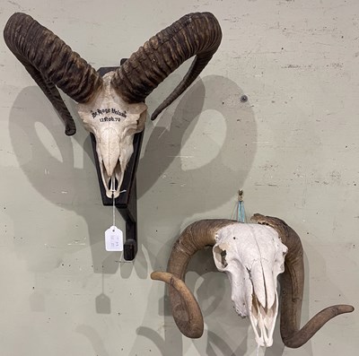 Lot 692 - A mounted Mouflon horn trophy; together with...