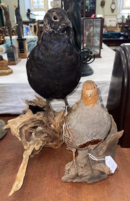 Lot 448 - A taxidermy partridge mounted on wooden branch,...