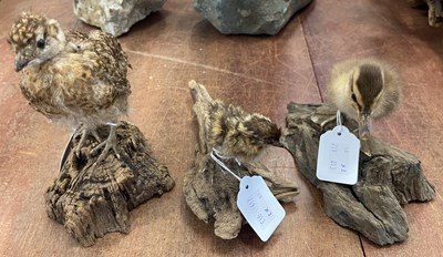 Lot 450 - Three taxidermy chicks, each mounted on a...