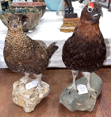 Lot 449 - A pair of male and female taxidermy grouse,...