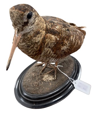 Lot 453 - A taxidermy woodcock on ebonised oval plinth...