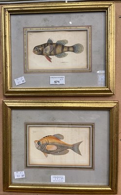Lot 571 - After Frederick P. Nodder (1751-1800) 
Two...