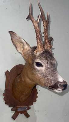 Lot 587 - A taxidermy roe deer head on carved and...