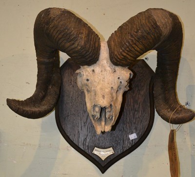 Lot 817 - An antique Mongolian Argali skull and horns...