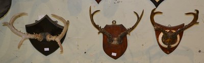 Lot 812 - A group of three Siberian Roe Deer antlers,...
