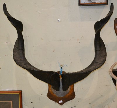 Lot 810 - An antique Astor Markhor horn trophy on oak...