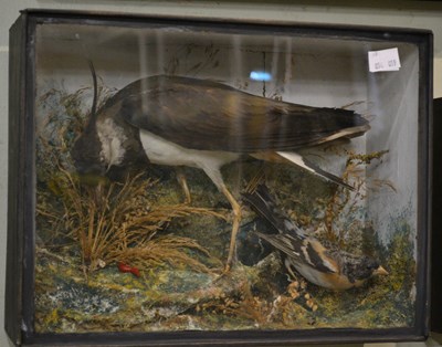 Lot 524 - An antique taxidermy Lapwing bird encased...