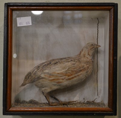 Lot 523 - An antique Quail bird taxidermy held within a...