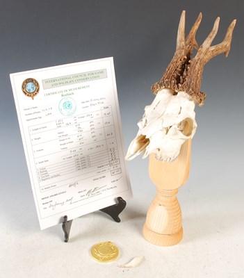 Lot 363 - A Roebuck skull, raised on a wooden stand with...