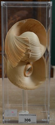 Lot 306 - An abstract wooden sculpture held within a...