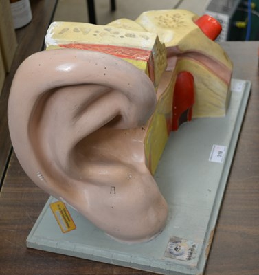 Lot 319 - A 20th century medical ear sculpture study,...