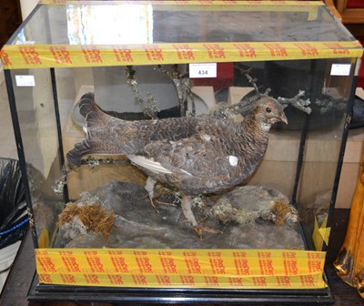 Lot 434 - A 19th century taxidermy grouse displayed...