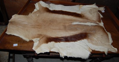 Lot 789 - A vintage Springbok pelt