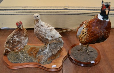 Lot 1164 - A taxidermy ring necked pheasant, mounted on a...