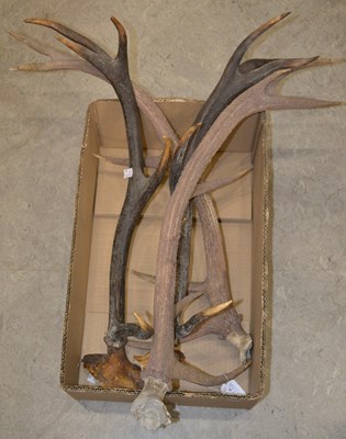 Lot 899 - A collection of deer antlers, the largest 68cm...