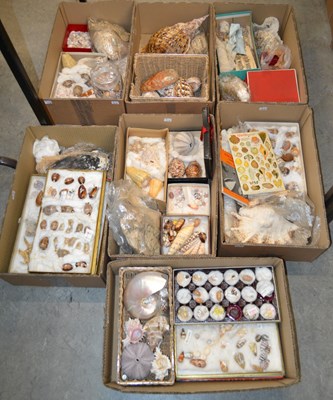 Lot 911 - Seven boxes of assorted seashells, to include...