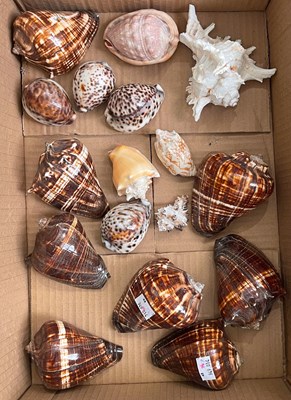 Lot 676 - A box of assorted seashells, to include a...
