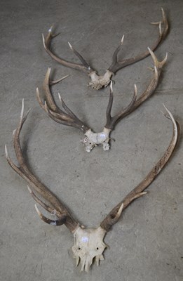 Lot 841 - A box of three elk / red deer antlers, 75cm...