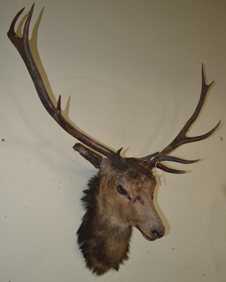 Lot 762 - A taxidermy 10-point stag / bull elk head,...