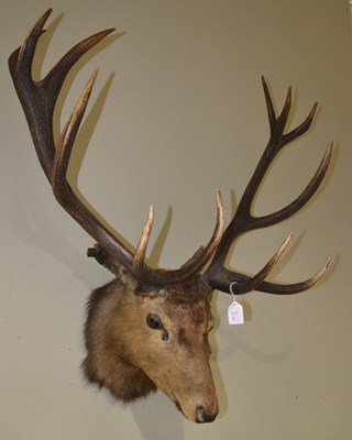 Lot 763 - A taxidermy 12-point stag / bull elk head,...