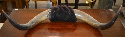 Lot 798 - A 20th century cattle horn, 67cm wide.