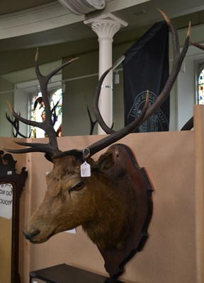Lot 797 - An early 20th century 10-point taxidermy stag...