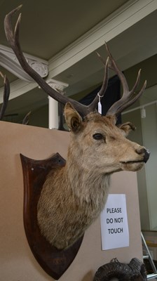 Lot 801 - An early 20th century 8-point taxidermy stag...