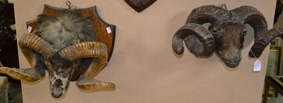 Lot 802 - An early 20th century taxidermy ram head,...