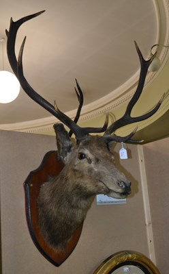 Lot 803 - An early 20th century 11-point taxidermy stag...