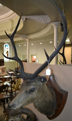 Lot 792 - An early 20th century 9-point taxidermy stag...