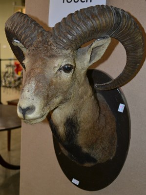 Lot 793 - An early 20th century taxidermy ram head,...