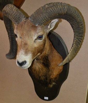 Lot 794 - An early 20th century taxidermy ram head,...