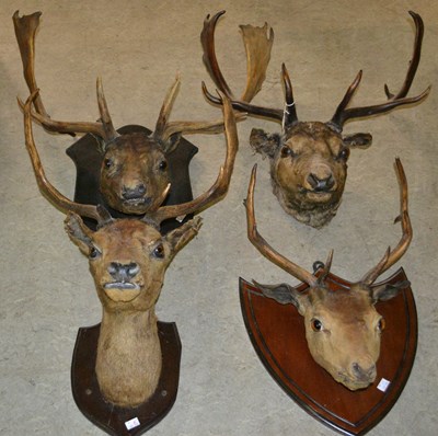 Lot 796 - A group of four early 20th century taxidermy...