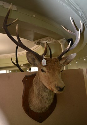 Lot 795 - An early 20th century 10-point taxidermy stag...