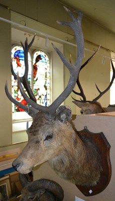 Lot 789 - An early 20th century 10-point taxidermy stag...