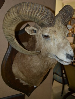 Lot 790 - A 20th century taxidermy ram head, mounted on...