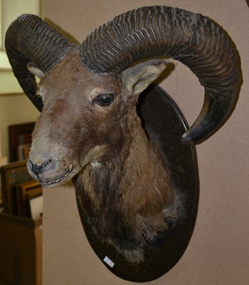 Lot 788 - A 20th century taxidermy ram head, mounted on...
