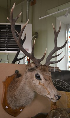 Lot 784 - A 20th century taxidermy 12-point stag head,...
