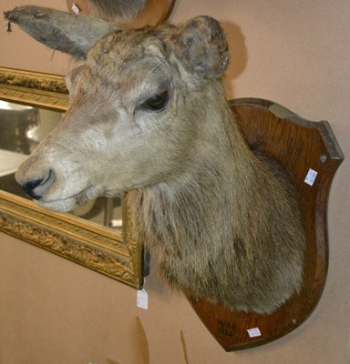 Lot 785 - A 20th century taxidermy deer head, mounted on...