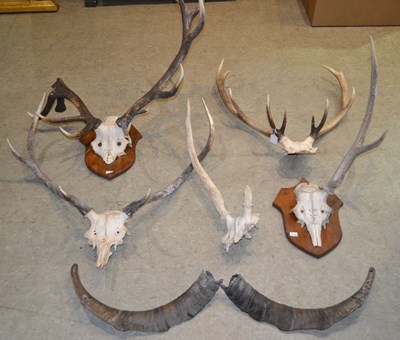 Lot 786 - A box of assorted 20th century antlers, some...