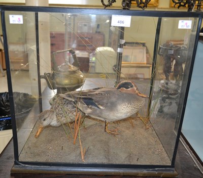 Lot 486 - A taxidermy display featuring two teal ducks...